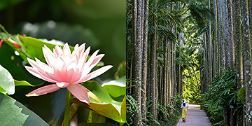 Парк Тюраяси Окинава - Юго-восточный ботанический сад