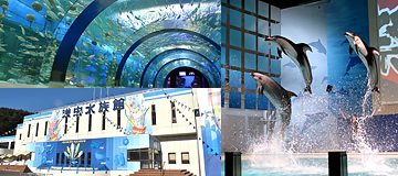 Aquarium Asamushi