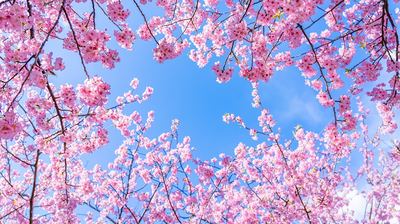 桜・お花見特集